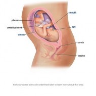 27 Weeks