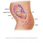 28 Weeks