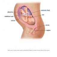 30 Weeks