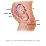 31 Weeks