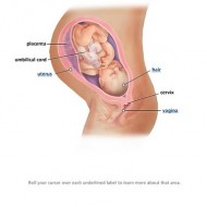 37 Weeks