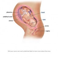 38 Weeks