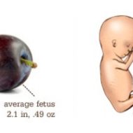 12 Weeks #Pregnancy #Baby3