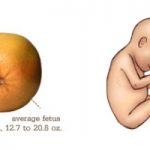 23 Week #Pregnancy Update