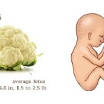 25 Weeks #Pregnancy