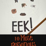 10 Most Poisonous Spiders Web Project