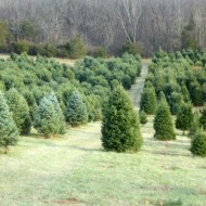 O’Christmas Tree