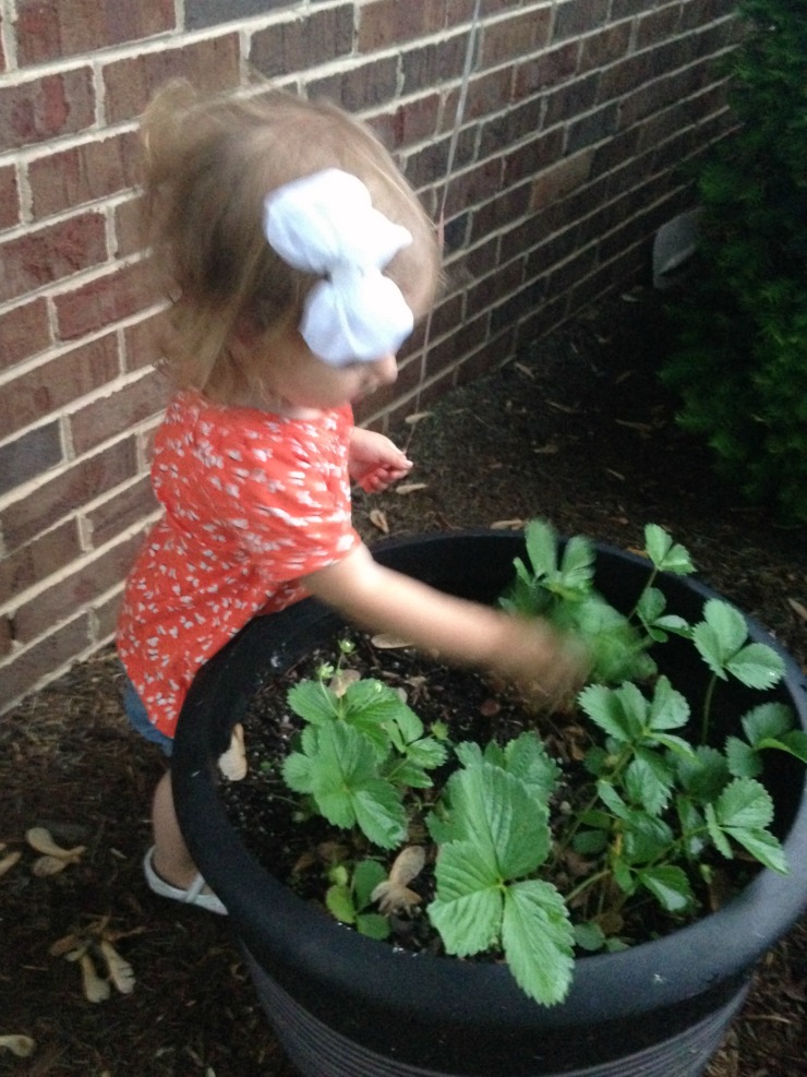 May 16th Picking Strawberries