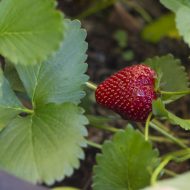 Strawberry Picking in the Valley