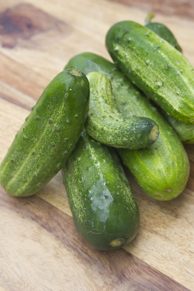 pickling cucumbers